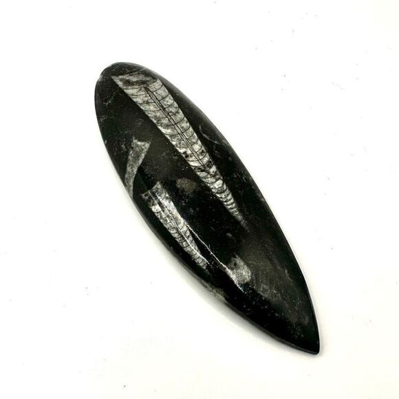 Orthocerras fossil - Picture 3 of 10